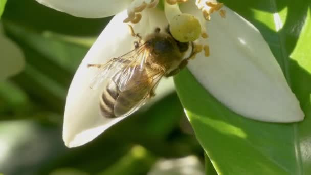 Lebah Mengumpulkan Serbuk Sari Dari Bunga Pohon Jeruk Fokus Selektif — Stok Video
