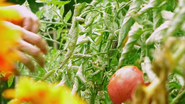 Farmer Hands Harvesting Tomato Crop — Stock Video