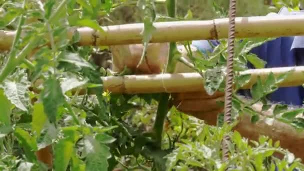 Las Manos Agricultor Atando Ramas Una Planta Tomate Las Cañas — Vídeos de Stock