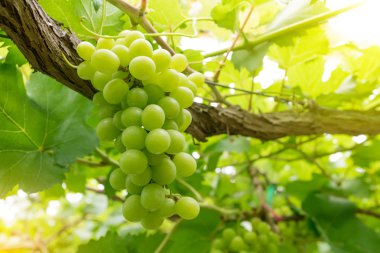 Güneşli bir günde üzüm bağlarında