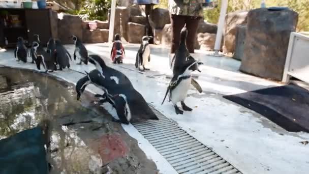 Alimentación pingüino, zoológico — Vídeo de stock