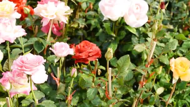 Rosas en un jardín de rosas — Vídeos de Stock