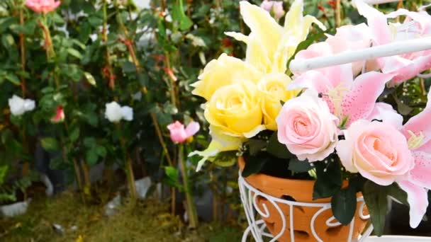 Rosas en un jardín de rosas — Vídeo de stock