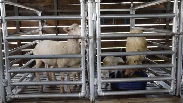 Alimentação de ovinos, fazenda — Vídeo de Stock