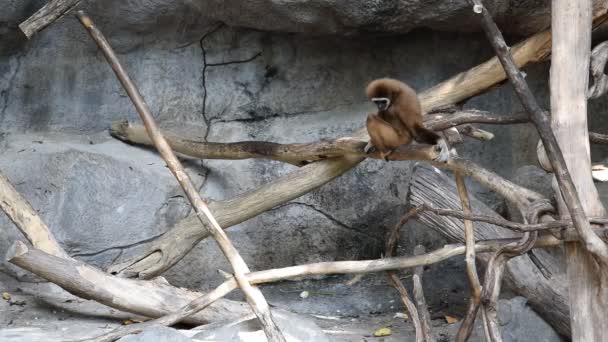 Gibbon stunt, dieren in het wild — Stockvideo