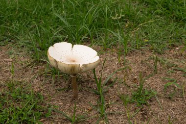 Çimenlerde büyüyen mantar.