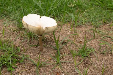 Çimenlerde büyüyen mantar.