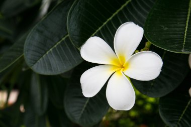 Plumeria çiçek ağaç üzerinde