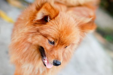 kahverengi Pomeranya köpeği
