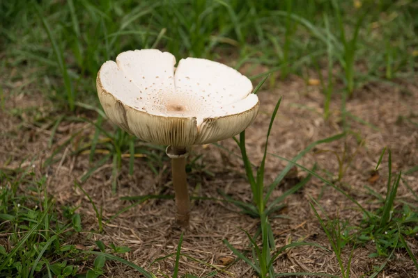 Champiñones creciendo en la hierba — Foto de Stock