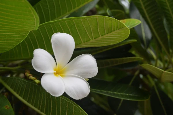 Plumeria blomma på träd — Stockfoto