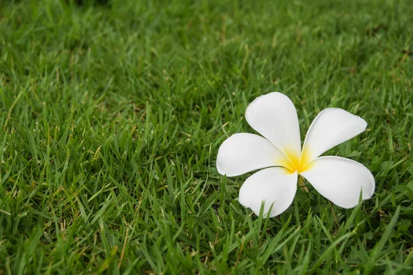 White plumeria on green grass fall Stock Picture