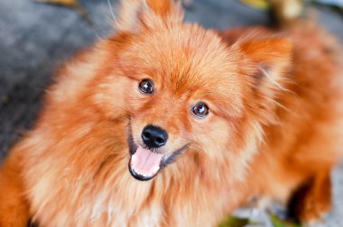 kahverengi Pomeranya köpeği