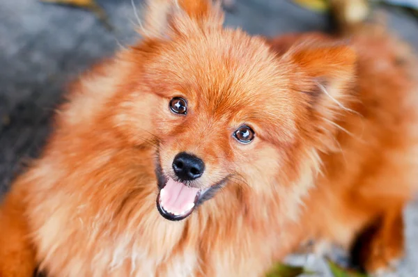 kahverengi Pomeranya köpeği