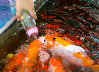 Aç sazan balık besleme