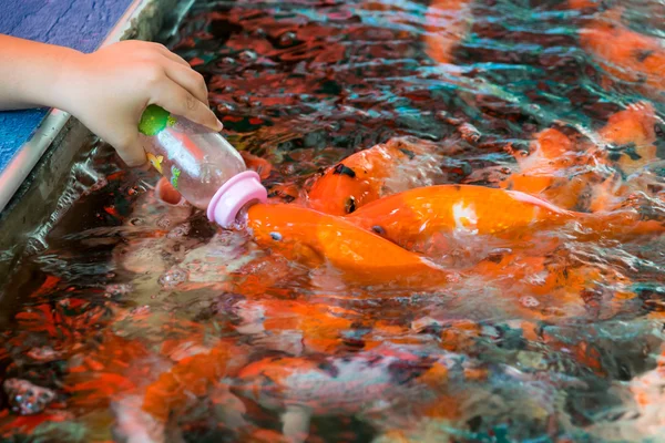 Alimentación de peces carpa hambrientos — Foto de Stock