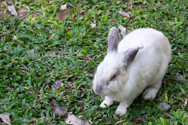 Petit lapin sur vert — Photo