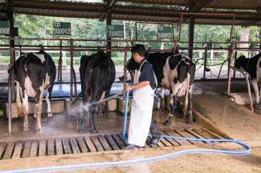 Nakhon Ratchasima, Tayland - 6 Aralık 2014: Çiftçi çalışma t