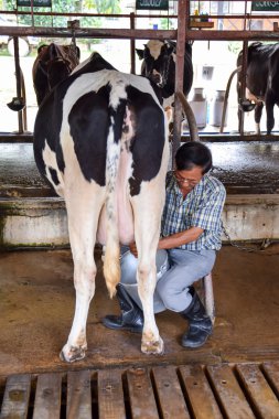 Nakhon Ratchasima, Tayland - 6 Aralık 2014: Sağılan inek adam 