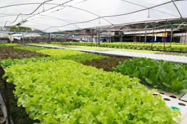 sera içinde büyüyen hydroponic sebzeler 