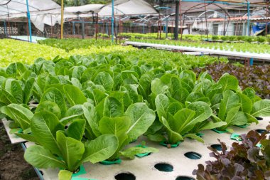 sera içinde büyüyen hydroponic sebzeler 