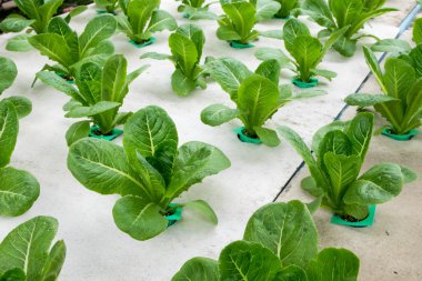 sera içinde büyüyen hydroponic sebzeler 