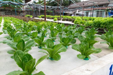 sera içinde büyüyen hydroponic sebzeler 