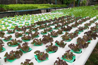 sera içinde büyüyen hydroponic sebzeler 