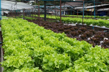 sera içinde büyüyen hydroponic sebzeler 