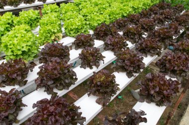 sera içinde büyüyen hydroponic sebzeler 