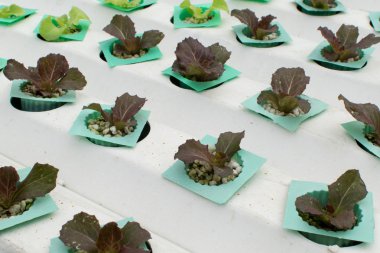 ekimi suda sebze gruptaki