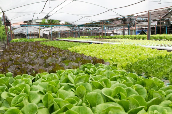 Sera içinde büyüyen hydroponic sebzeler — Stok fotoğraf