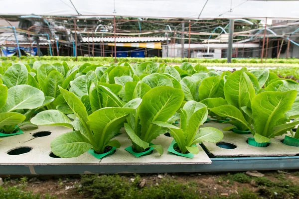 Hortalizas hidropónicas que crecen en invernadero — Foto de Stock