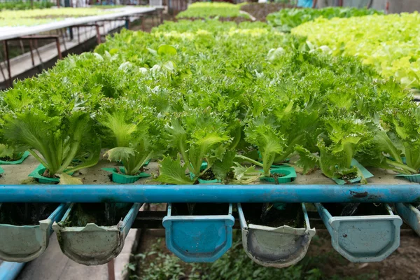 Coltivazione idroponica verdura verde in azienda agricola — Foto Stock