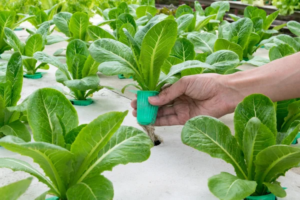 Bio-Gemüse aus Wasserstoff im Garten. — Stockfoto