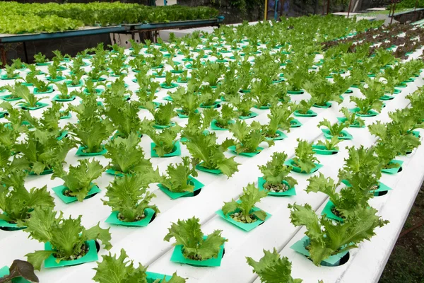 Hydroponic vegetables growing in greenhouse — Stock Photo, Image