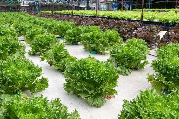 Hydroponic groenten groeien in kas — Stockfoto