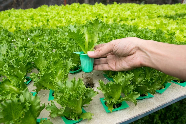 Organic hydroponic vegetable on hand in garden. — Stock Photo, Image