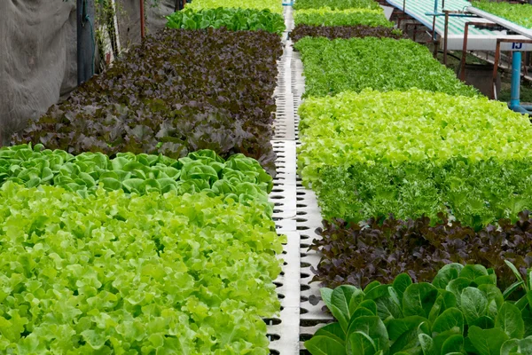 Hydroponic vegetables growing in greenhouse — Stock Photo, Image