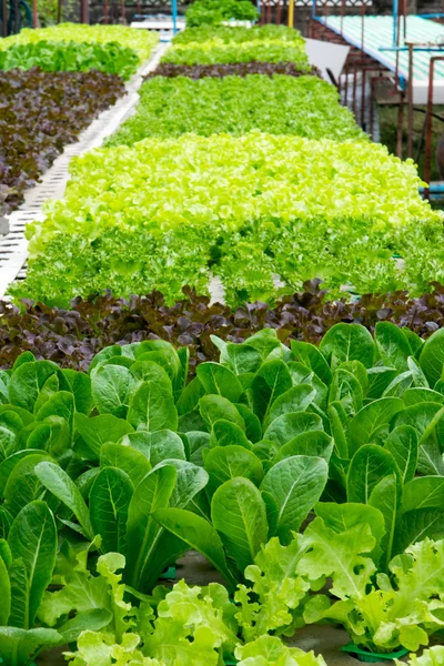 Legumes hidropônicos crescendo em estufa — Fotografia de Stock