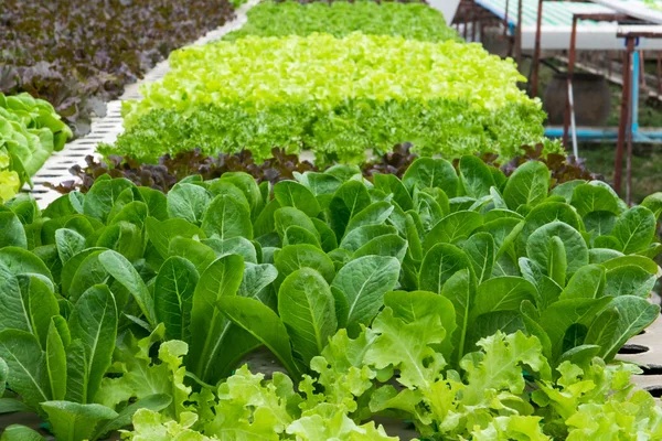 Hydroponic vegetables growing in greenhouse — Stock Photo, Image