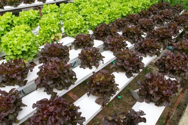 Legumes hidropônicos crescendo em estufa — Fotografia de Stock