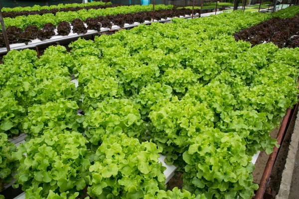 Hydroponic vegetables growing in greenhouse — Stock Photo, Image