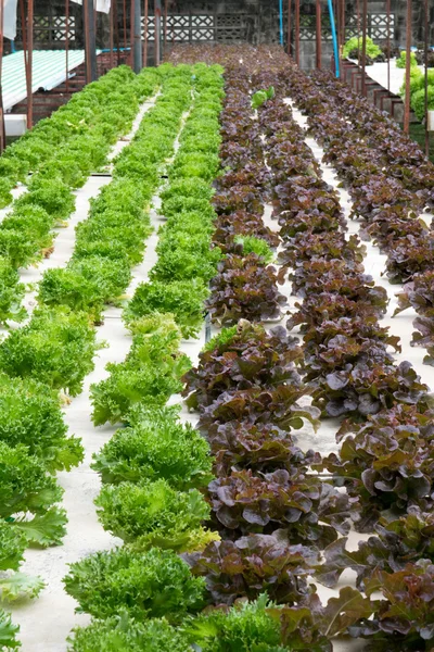 Hydroponic vegetables growing in greenhouse — Stock Photo, Image