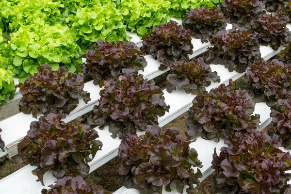 Hydroponic vegetables growing in greenhouse — Stock Photo, Image