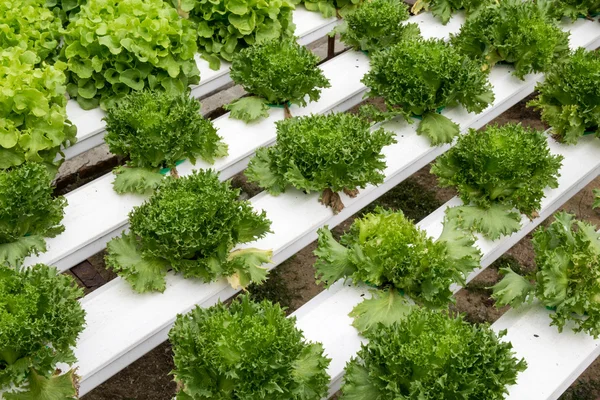 Legumes hidropônicos crescendo em estufa — Fotografia de Stock