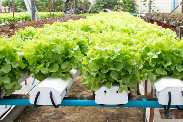 Cultivo hidropónico verdura verde en granja — Foto de Stock