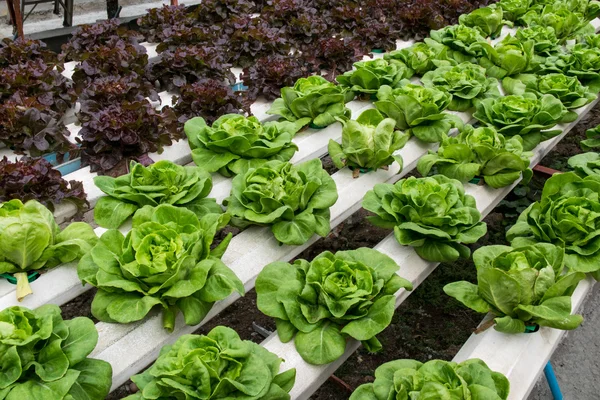 Hydroponic groenten groeien in kas — Stockfoto