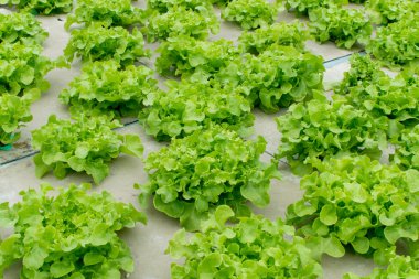 sera içinde büyüyen hydroponic sebzeler 