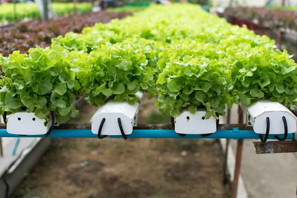 Cultivo hidropónico verdura verde en granja — Foto de Stock